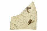 Two Detailed Fossil March Flies (Plecia) - Wyoming #245701-1